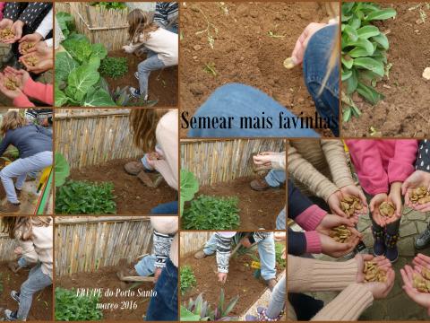 Depois da apanha das couves, da beterraba e outros legumes, semeámos mais favinhas.